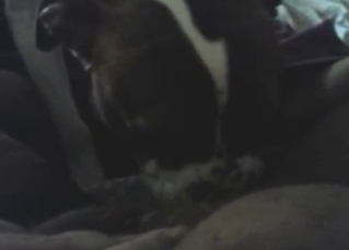 BBW gets her cunt licked in a POV zoo scene