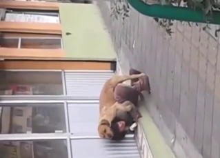 That sneaky bestiality fuck is not as sneaky