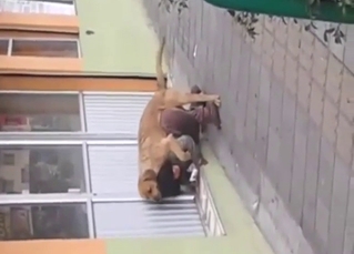 That sneaky bestiality fuck is not as sneaky