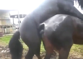 Donkey and horse fuck scene with real mating