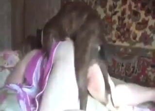 Russian BBW takes a dog's penis on all fours