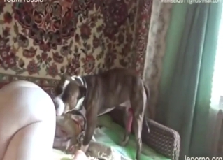 Russian BBW takes a dog's penis on all fours