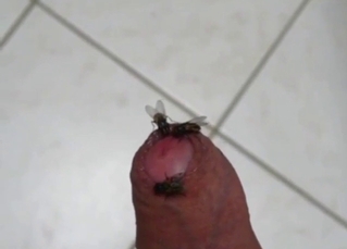 Dude is happy to almost fuck a fly in this vid