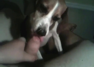 Pretty-faced small dog decides to suck human dong