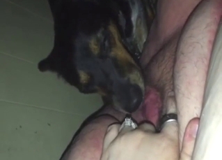 Fat lady fingers herself and lets the dog lick her