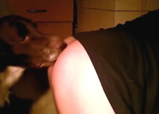 Dog has a guy moaning with that big dick inside