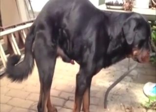 Black Rotty shows its nice boner while outside