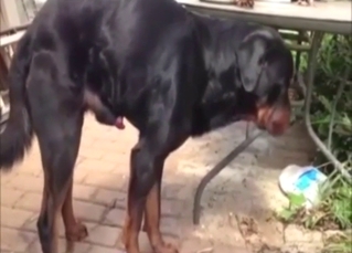 Black Rotty shows its nice boner while outside