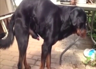 Black Rotty shows its nice boner while outside