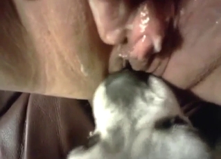 Tiny animal working hard with that pussy on face