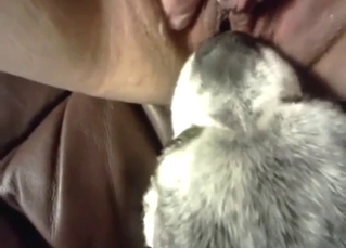 Tiny animal working hard with that pussy on face