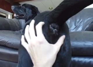 Dog is going to get its asshole fingered silly