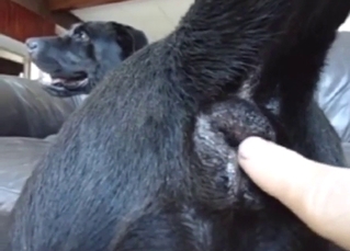 Dog is going to get its asshole fingered silly