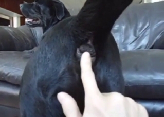 Dog is going to get its asshole fingered silly