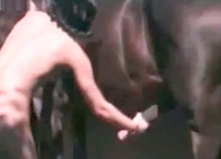 Passionate stallion is banging a pervert